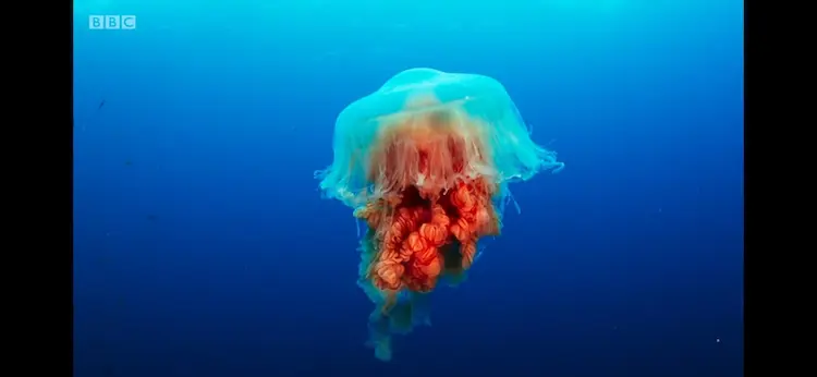 Lion's mane jellyfish (Cyanea capillata) as shown in Blue Planet II - Big Blue